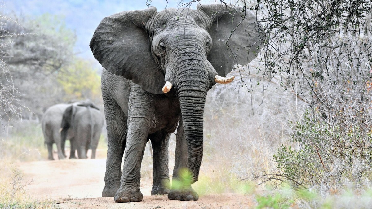 Фото с сайта: https://wallpaperbat.com/asian-elephant-wallpapers