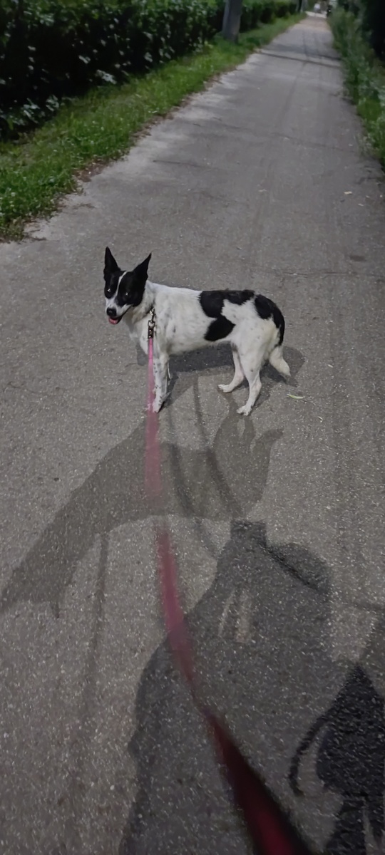 Гуляли перед сном