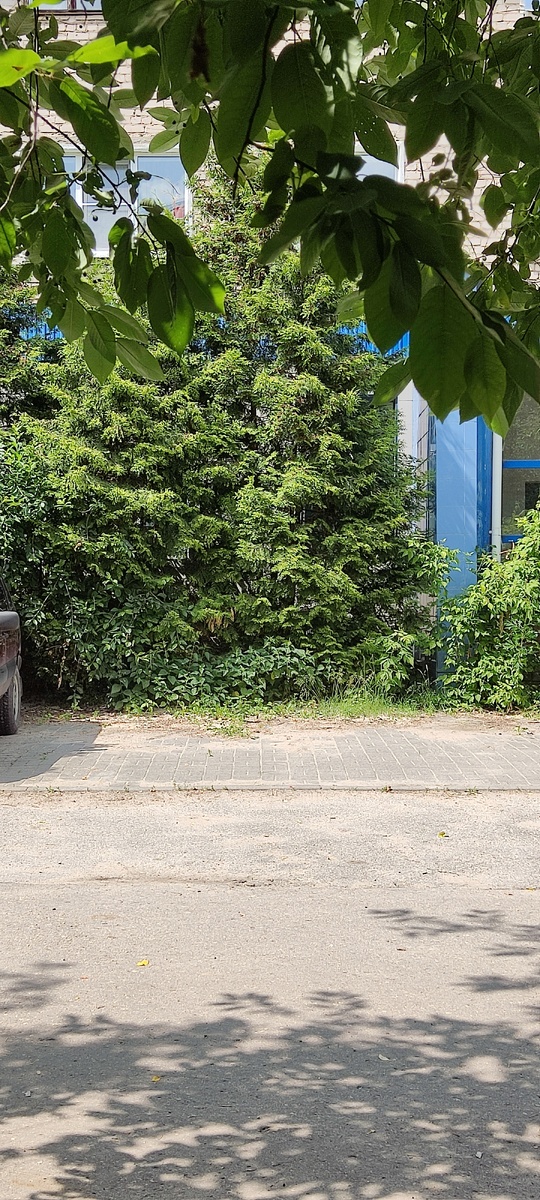 Старое фото для обложки 