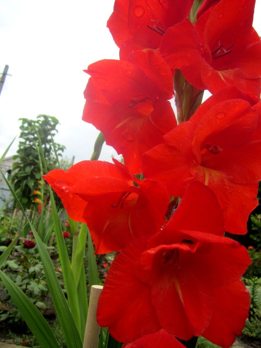 Собственное фото автора. Гладиолусы из моего цветника в былые годы. Такие же красивые, как сама юность