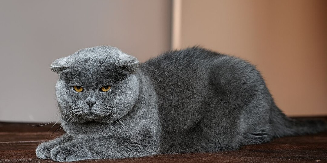 Кошки злятся, когда вы уезжаете? Эксперт объясняет, почему это не просто обида