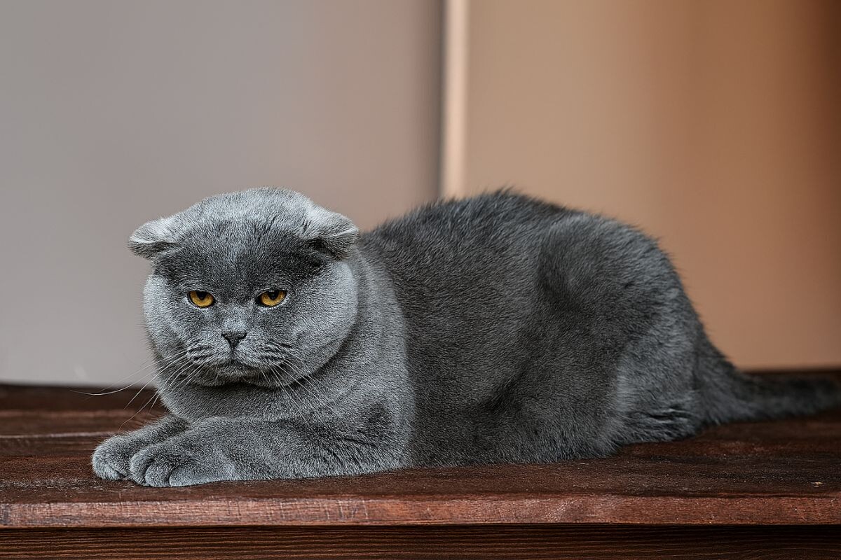 Недовольный кот 