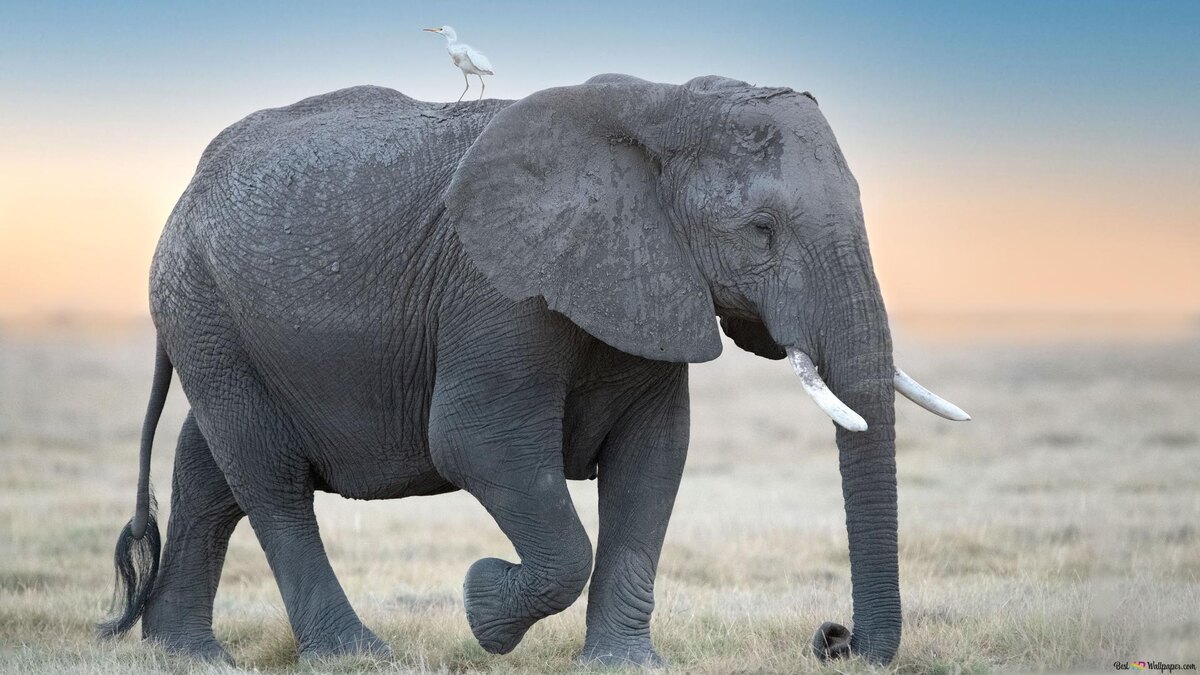 Фото с сайта: https://www.besthdwallpaper.com/dzivnieki/zilonis-kas-ritausma-staiga-pa-sausu-zali-un-balts-putns-uz-zilona-dt_lv-95856.html