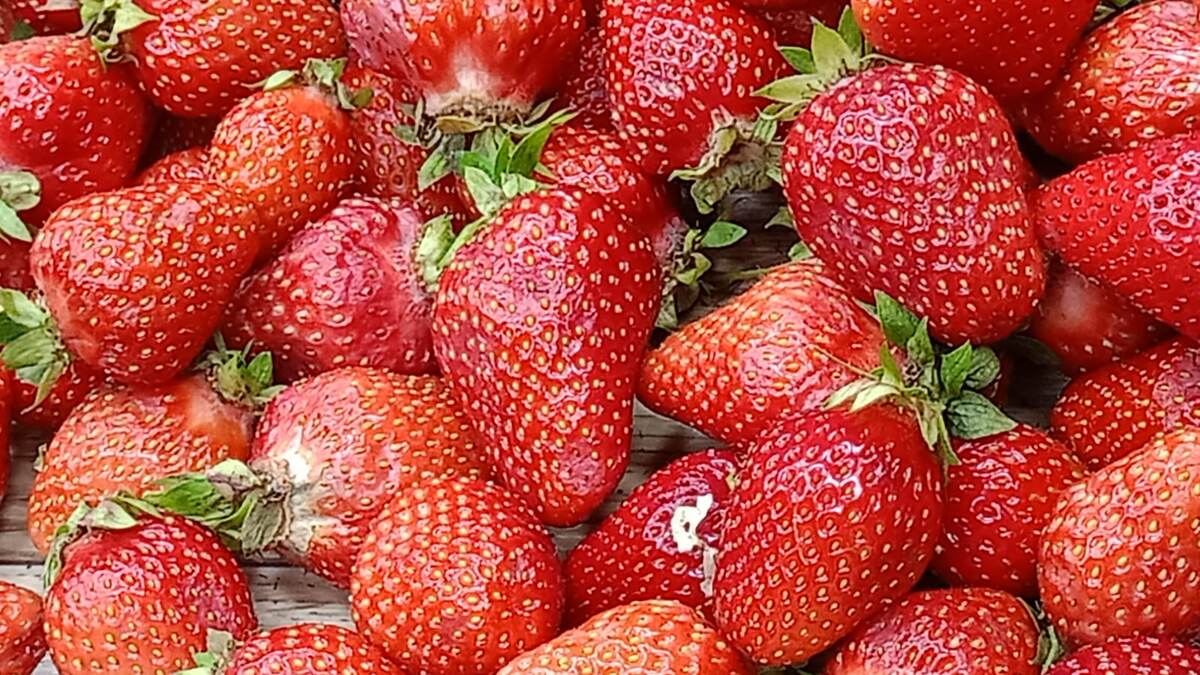 Это она уже дома! Перед помывкой. Красавица!😍