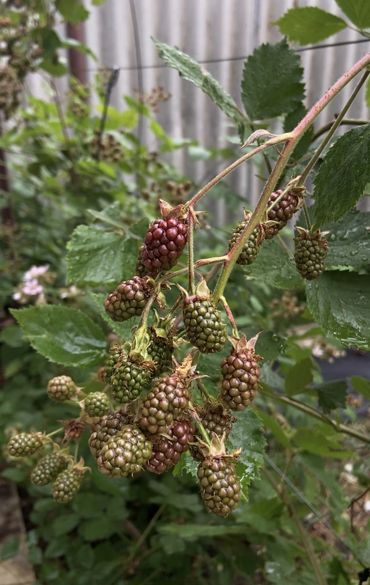 Ежевика скоро начнет спеть. Ее в этом году будет много 