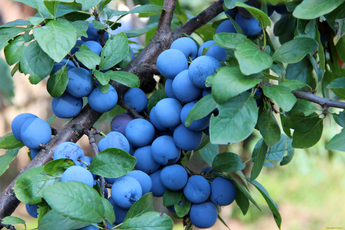 Вот так выглядит Тёрен