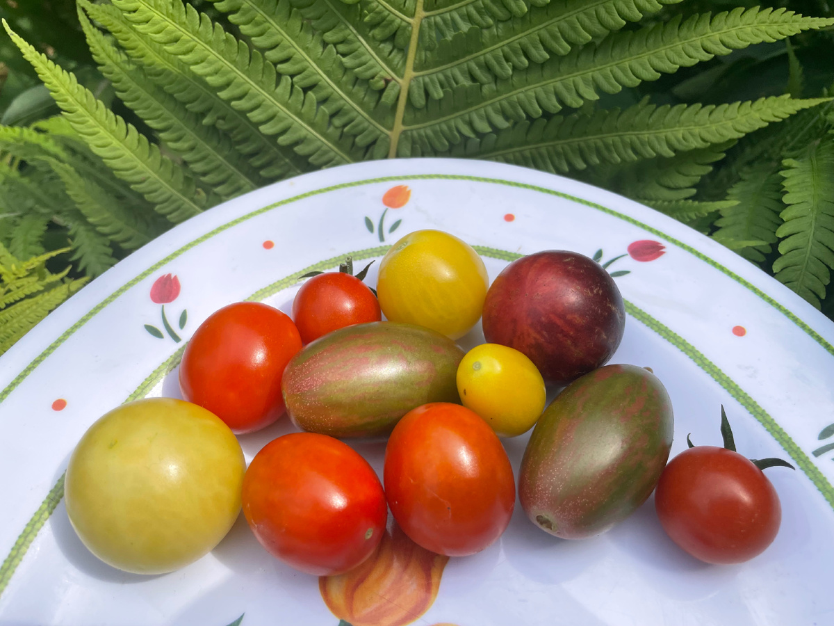 12 июля  2025 Первый урожай. 