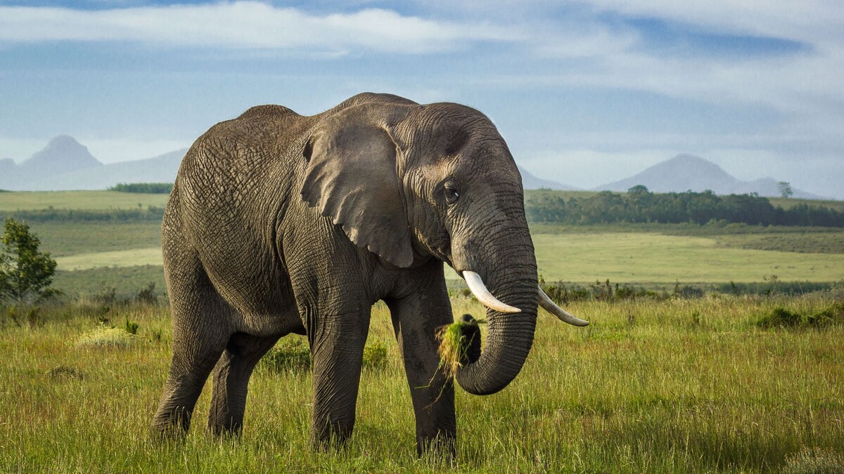Фото с сайта: https://wallpaperscraft.com/download/elephant_tusks_animal_891344/1920x1080