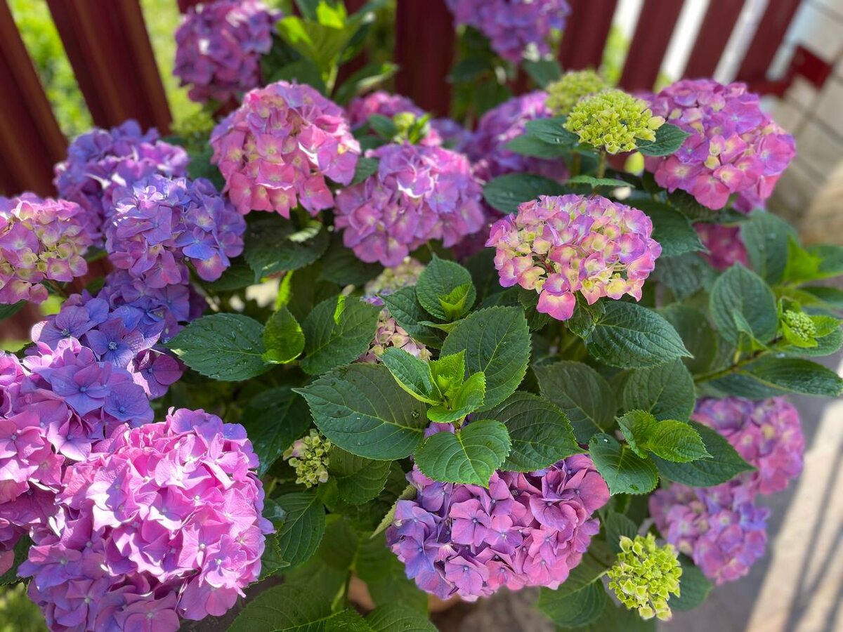 Гортензии. Фото автора