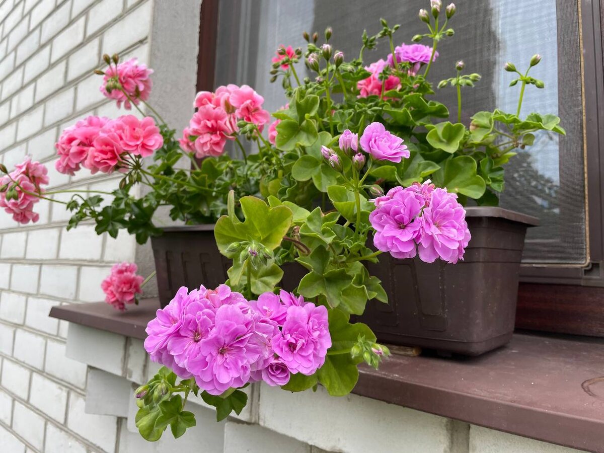 Бутонов завяжется много. Фото автора