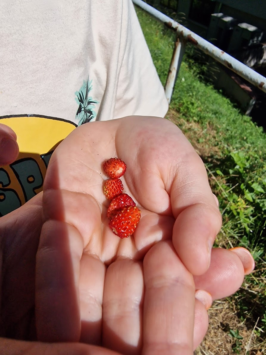 фото автора: гуляли по лесу и нашли землянички)