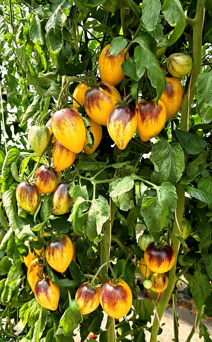 Фото Croatian Seeds