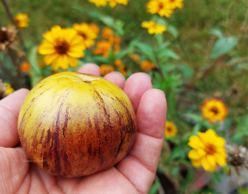 Фото Tomates de Charme 