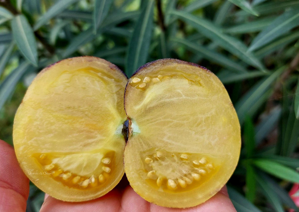 Фото Tomates de Charme 