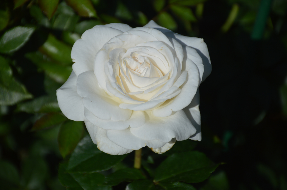 12 июля. Все фотографии в статье мои. Роза тоже