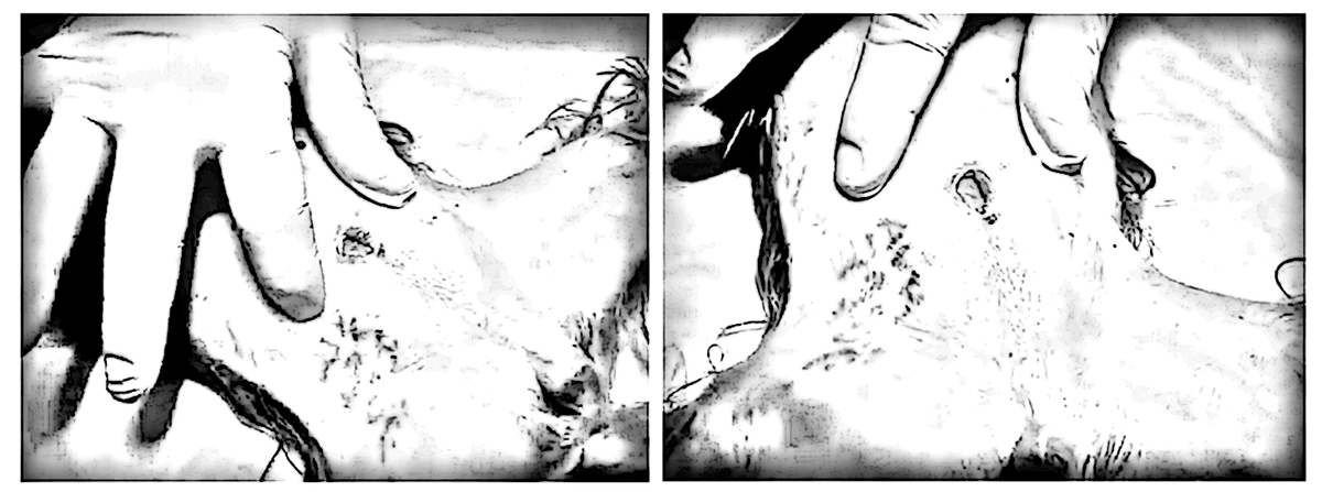 Рисунок 2. Лигатурный свищ на животе у йоркширского терьера (рисунок Перепечаева К.А.).