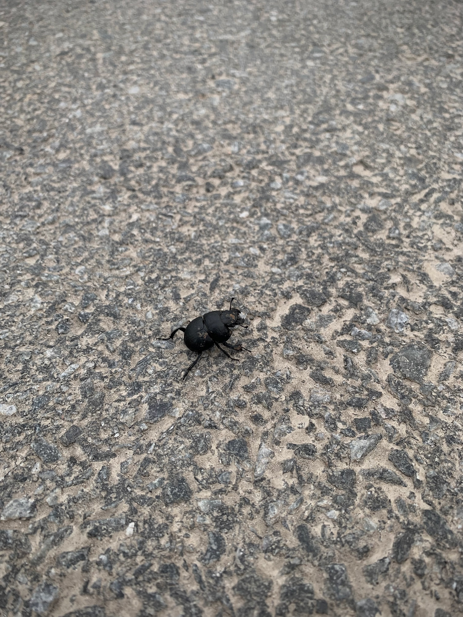 Жучков рассматриваем на каждом шагу