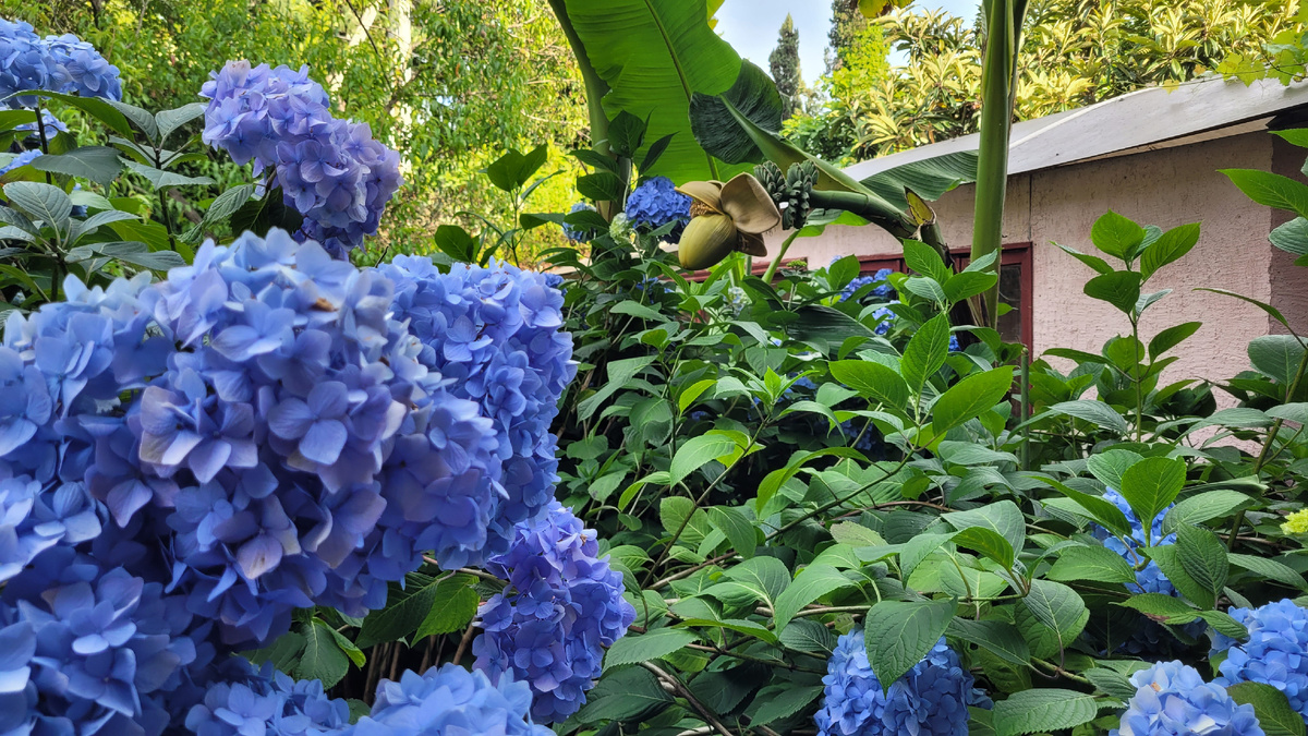 Гортензия на фоне бананов