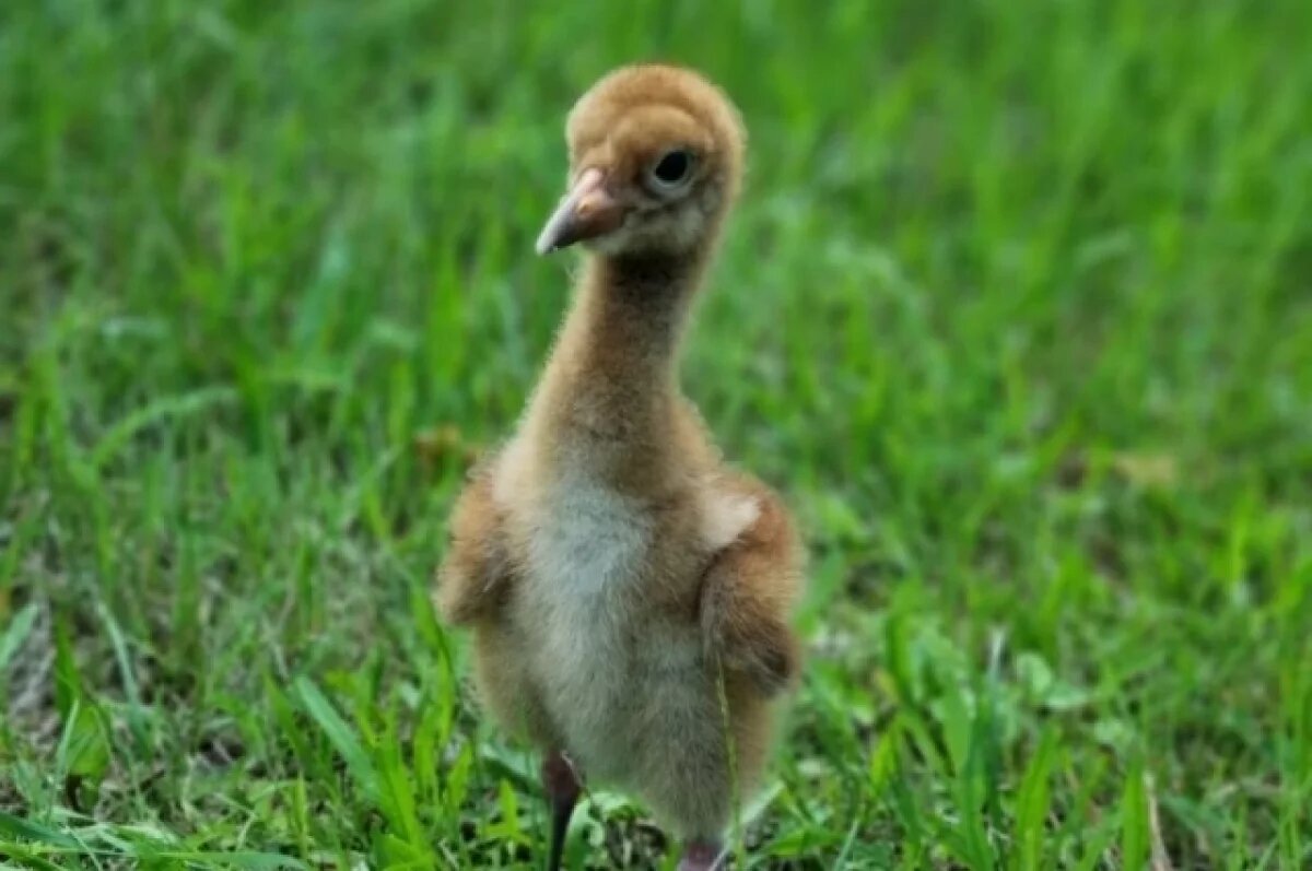    Этого стершонка назвали Олёкма.