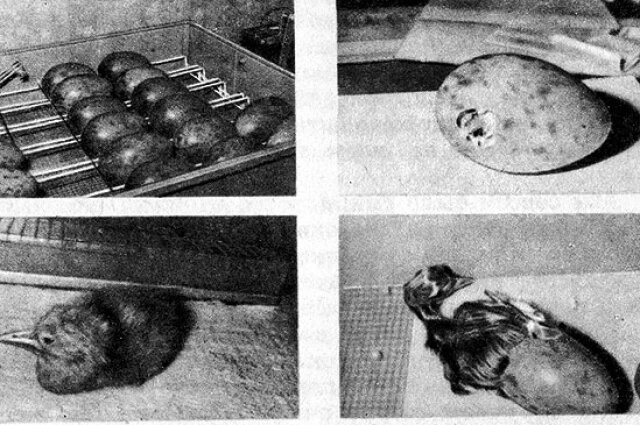    Первые часы жизни стершонка по имени Тикси. Фото: Окский государственный заповедник