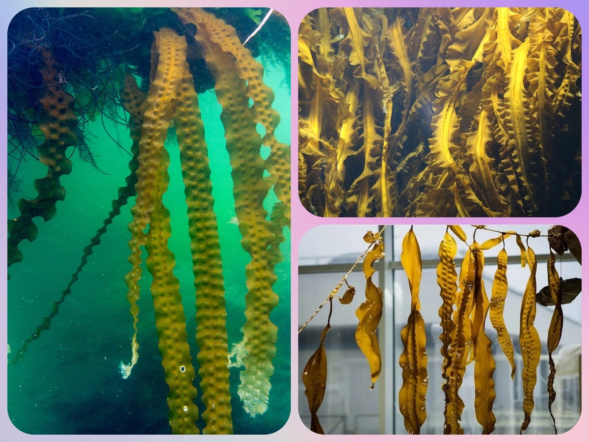 Ламинария (коллаж автора)