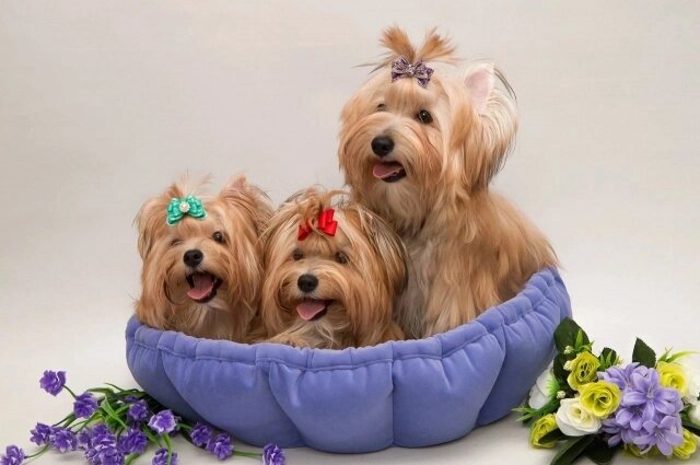    Русская салонная собака Фото: Из личного архива/ Екатерина Ильбактина