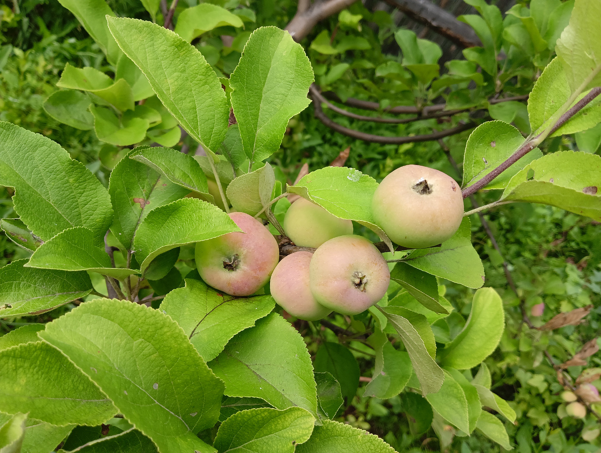 Ранет Уралец 2025 (СНТ "МЕЧТА)