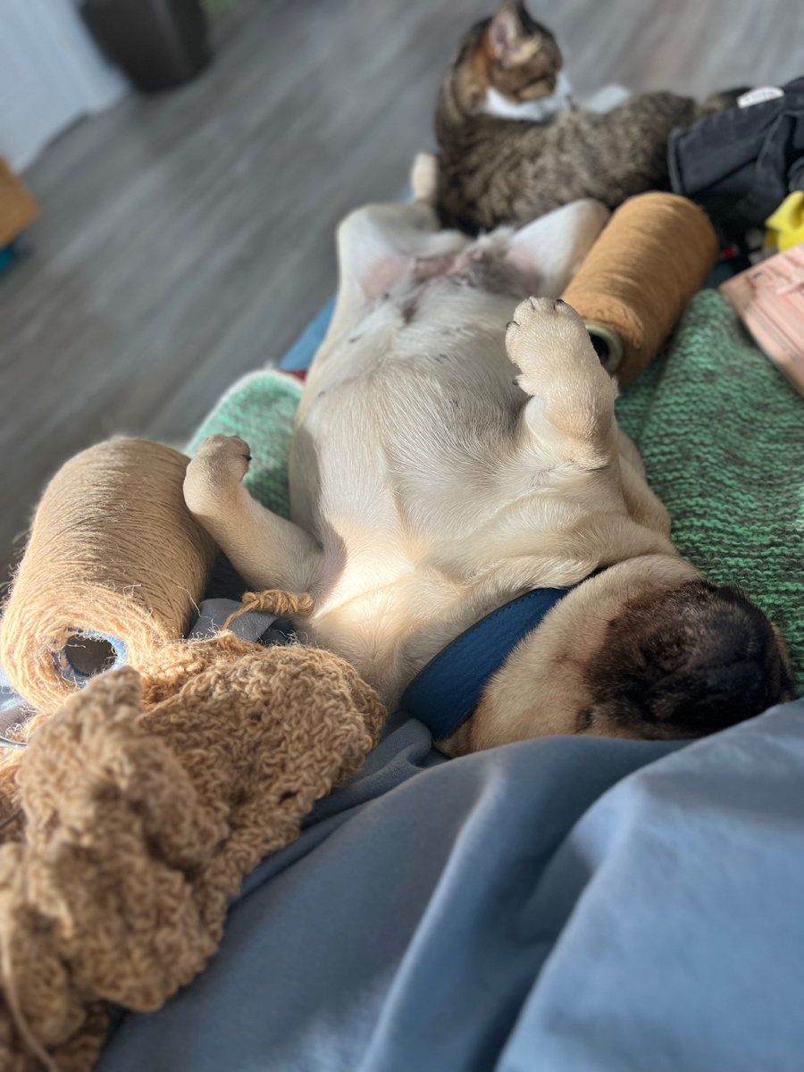 Фото автора. Мои домашние питомцы и любимое рукоделие. 