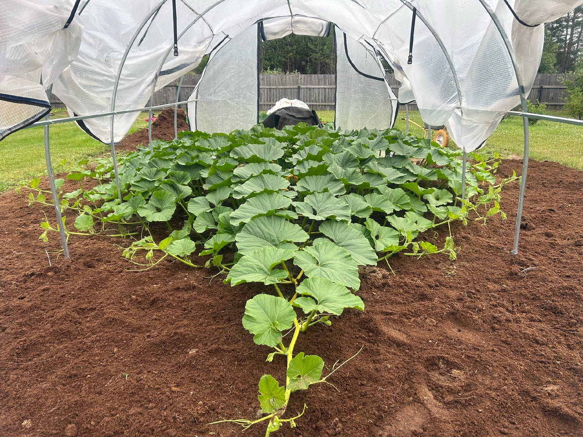 Центральная плеть тыквы еще на месте