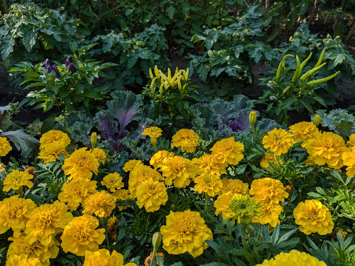 Одна из причин моей досады - разномастные перцы вместо единого ряда ровненькой "Медузы"