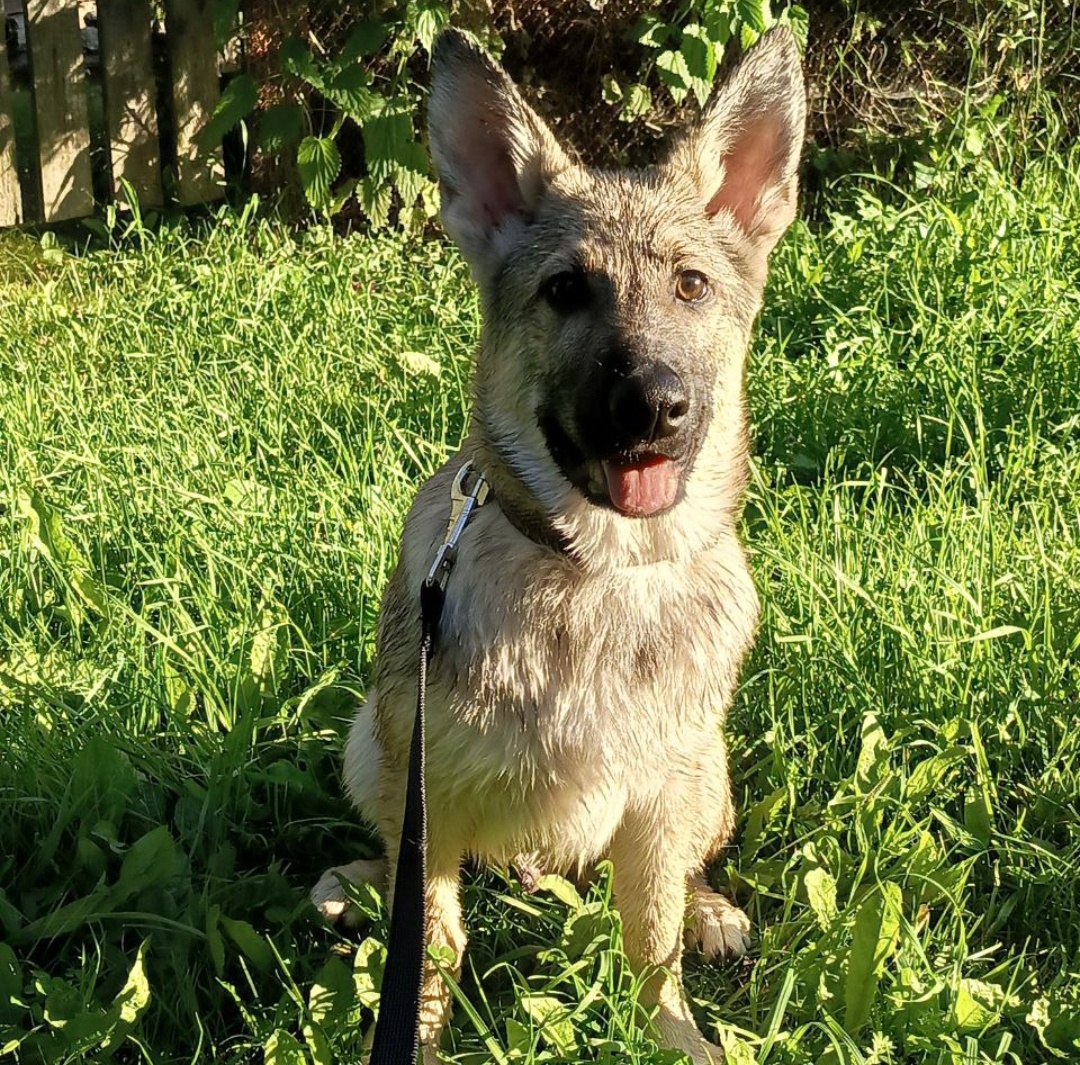 Малыш Спайк