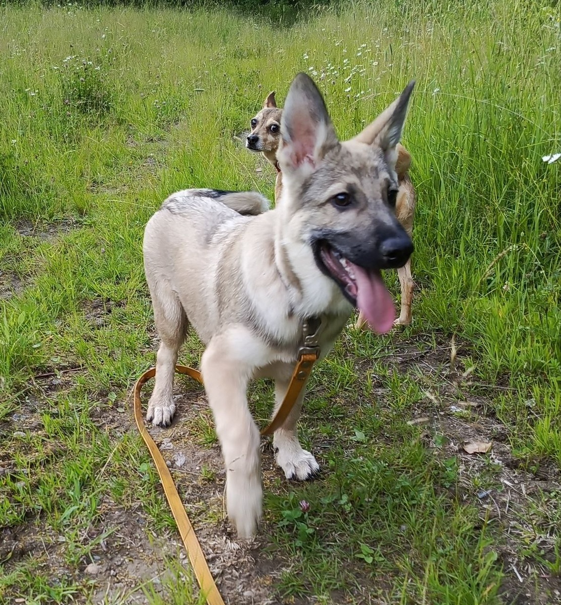 Отлично знает поводок