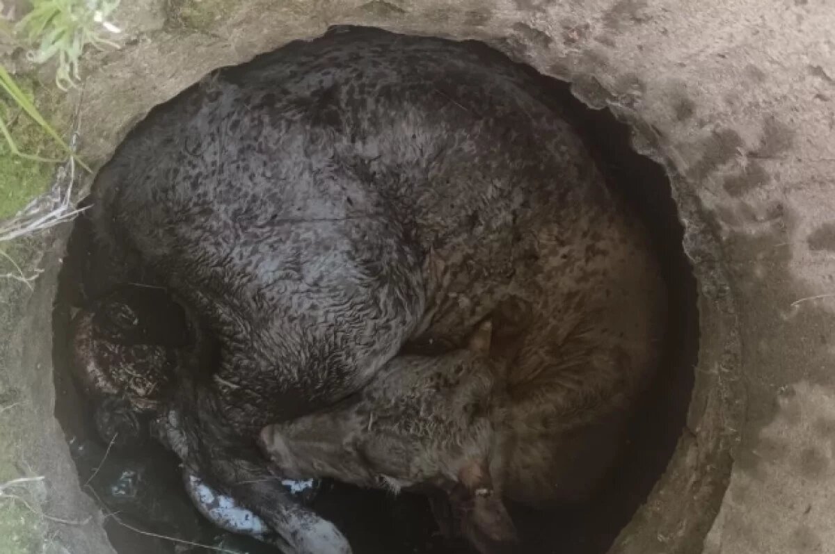    Пожарные спасли теленка из люка в Балее