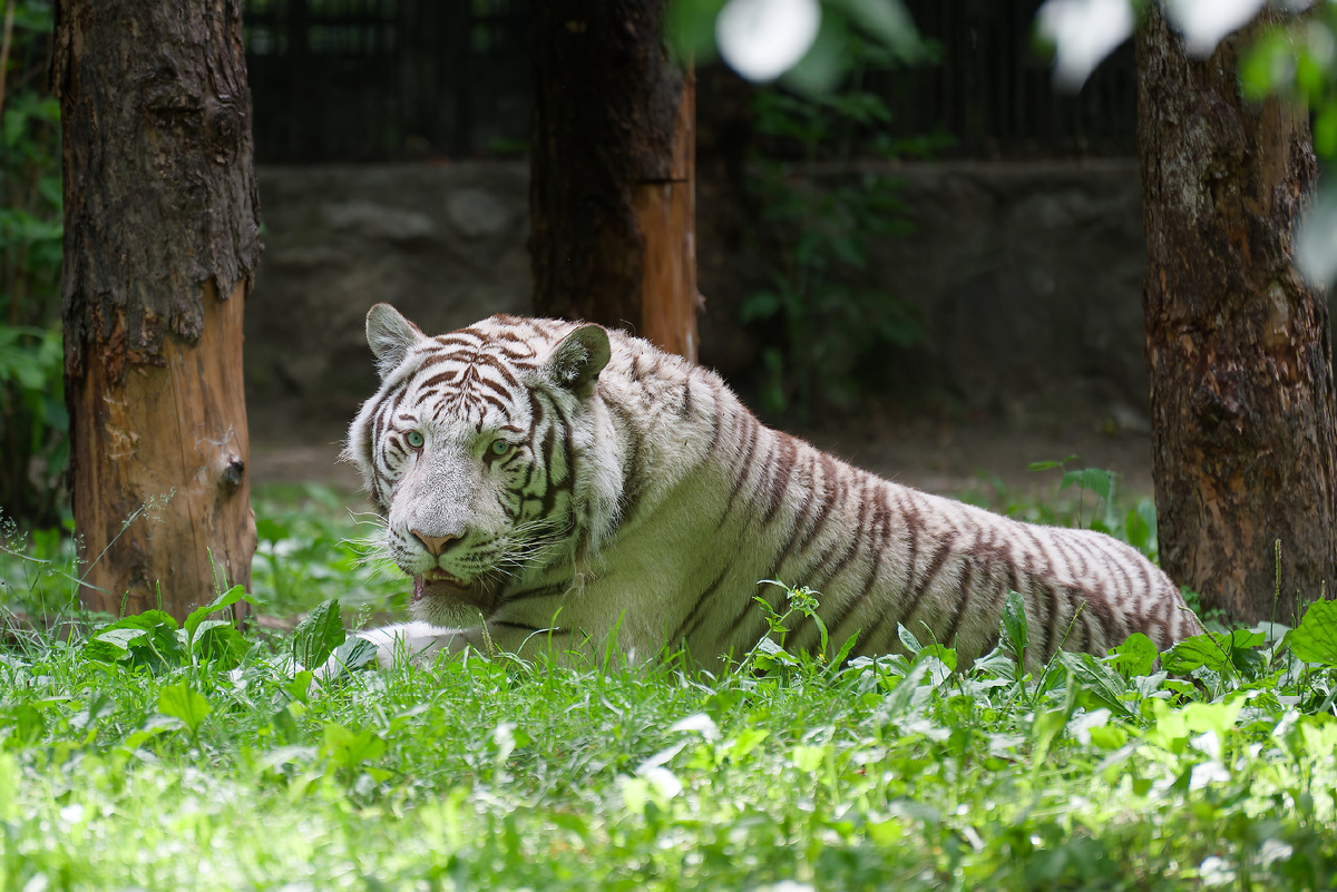 Фото автора. Жители Новосибирского зоопарка им.Р.А. Шило.