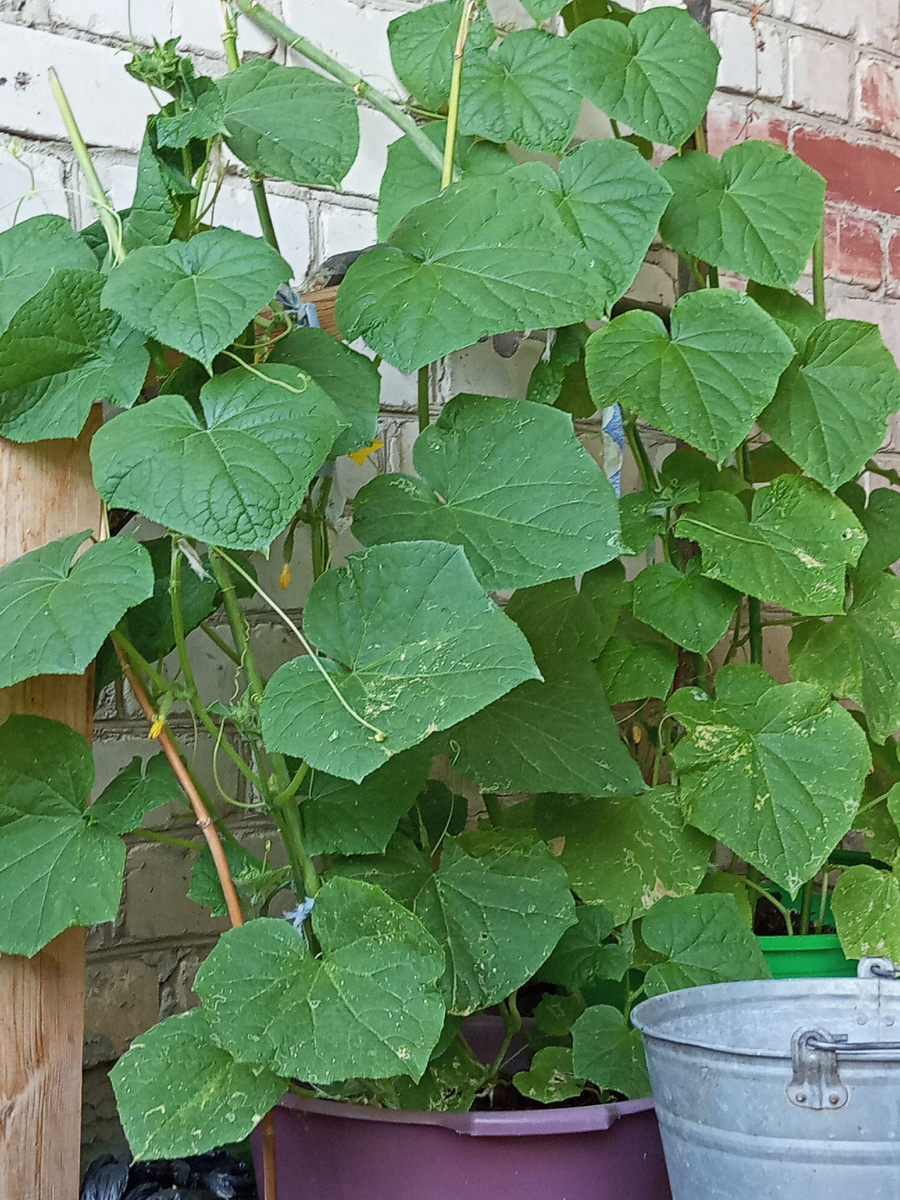 Вот такие выросли плети.Но уже появились пуплята будущих огурцов 