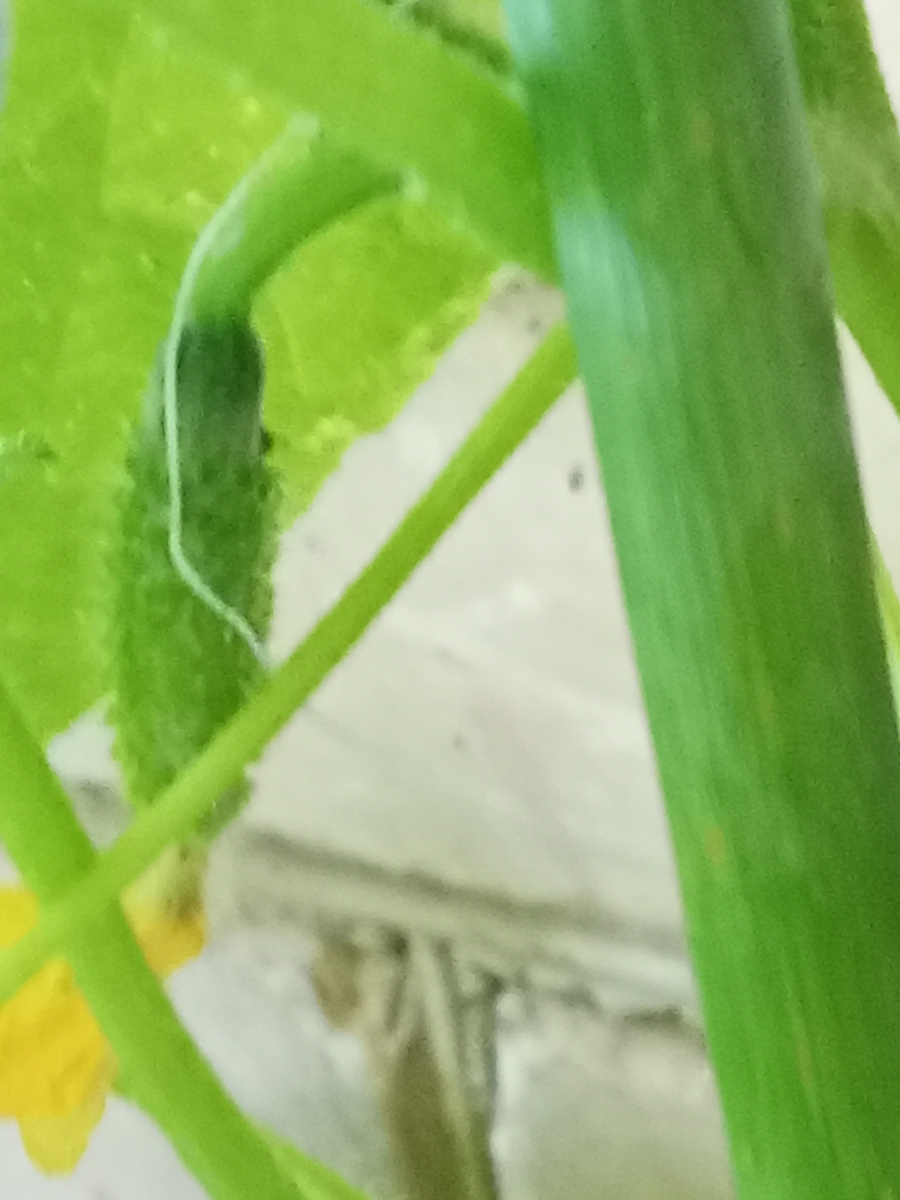 Новенькие огурчики 