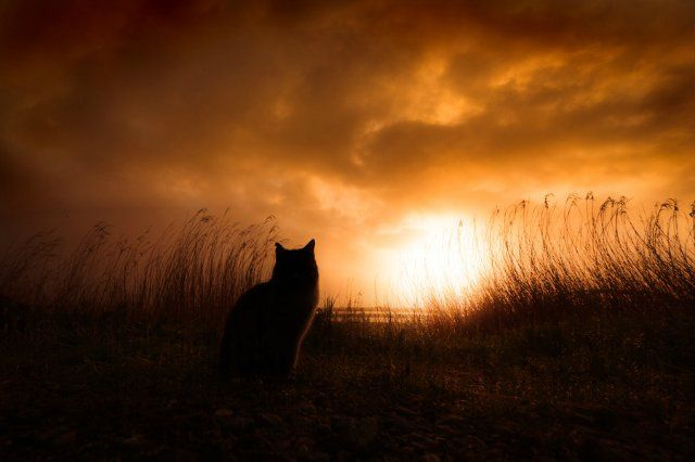 Фото с Pinterest для примера