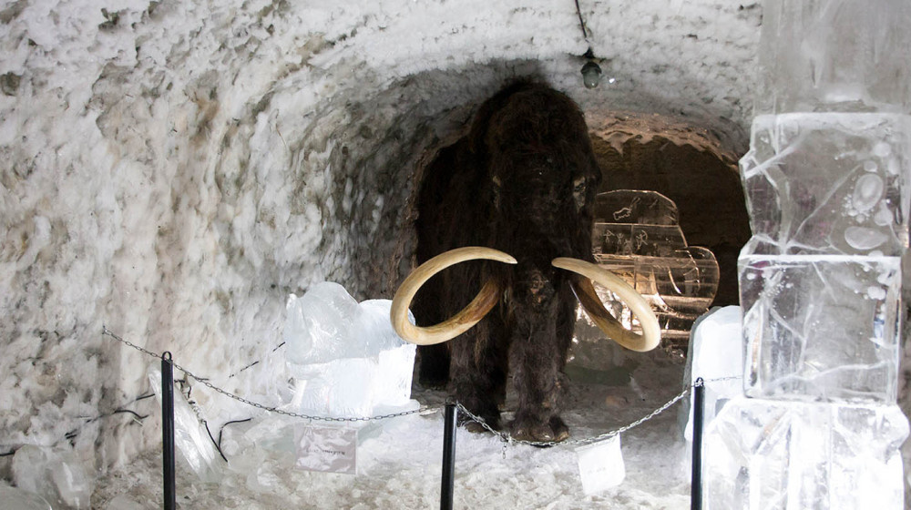    Архитектура для мамонтов