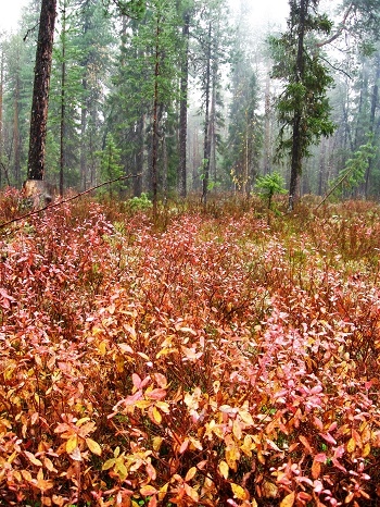 Фотографии Татьяны Немшановой разных лет. Осень таёжная. Сентябрь месяц в тайге. Листопад таёжный. Крайний Север Западная Сибирь Приполярный Урал, Зауралье, ХМАО Югра. Туман. Морось.