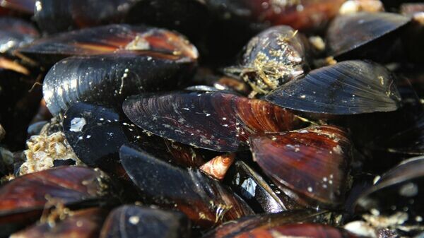    © РИА Новости Крым . Владислав Сергиенко