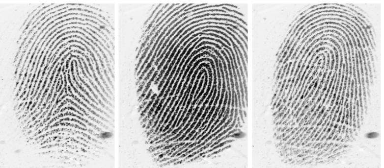 Дуга и петли