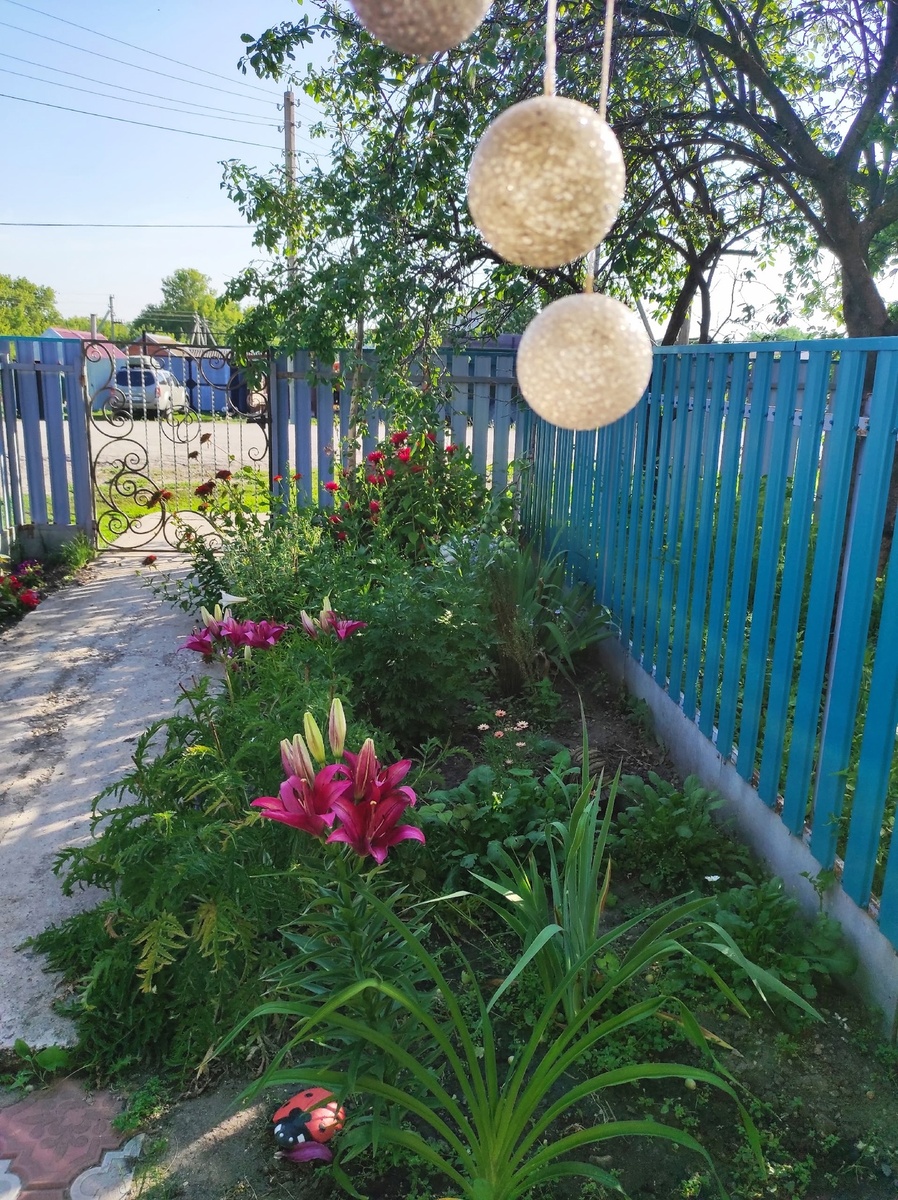 Многолетники