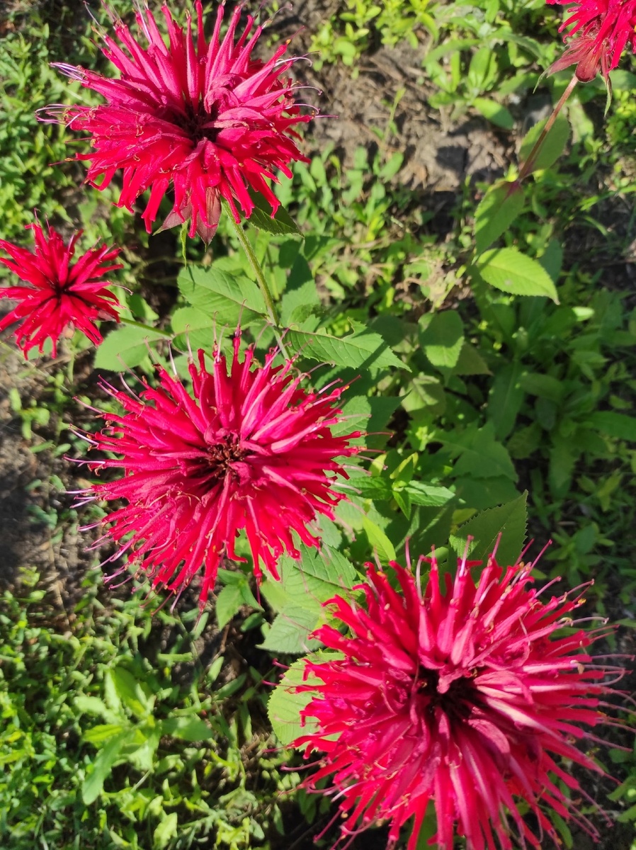 Монарда. Самой бы запомнить название. Пришлось гугл в помощь звать.