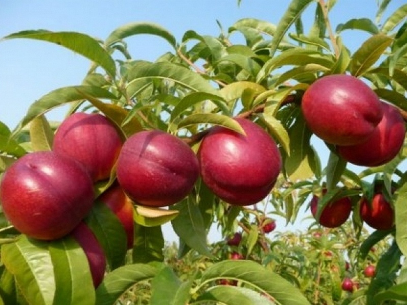 Яндекс-Картинки