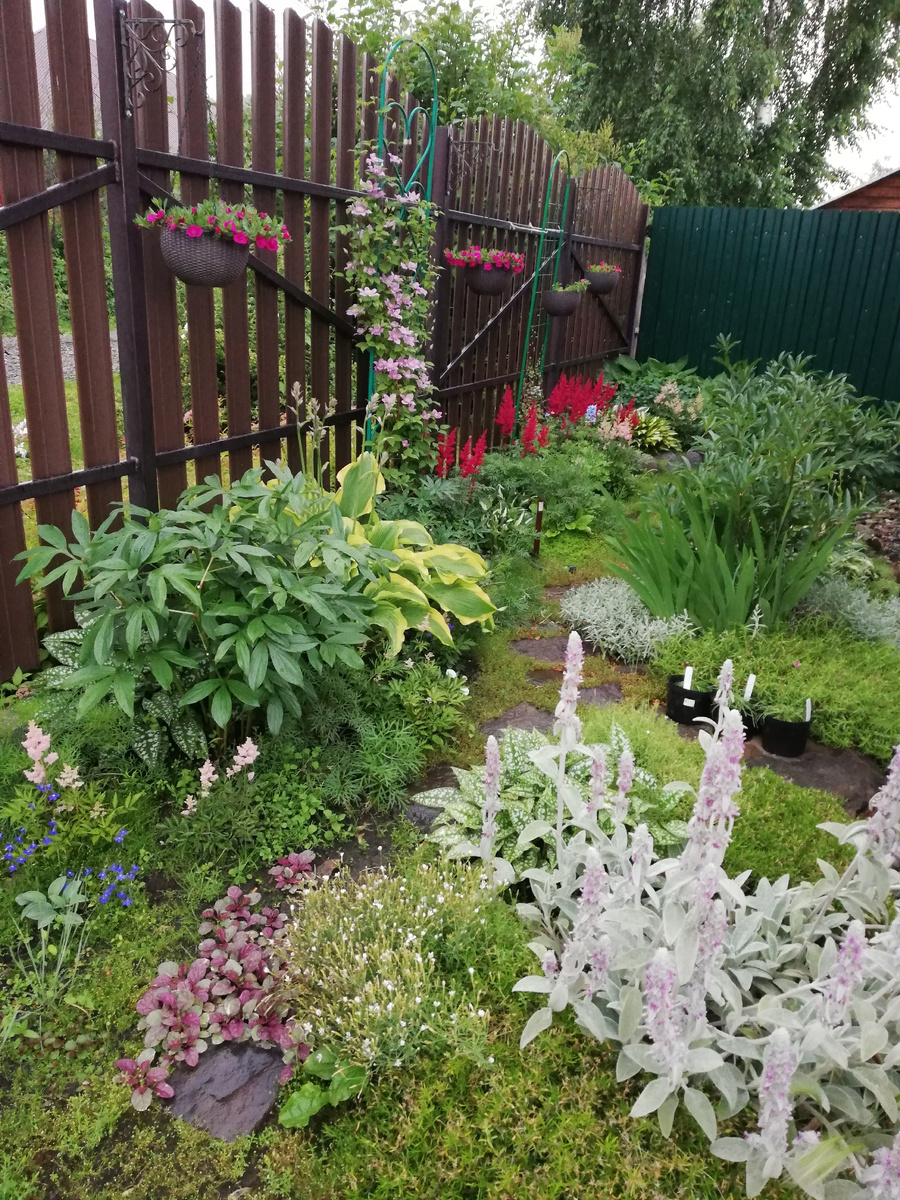 30 июня 2025 Не срезанная гвоздика-травянка портит вид не меньше сорняков.