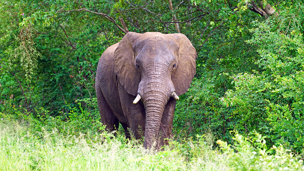 Фото с сайта: https://www.1zoom.me/pl/wallpaper/563224/z11036.2/1920x1080