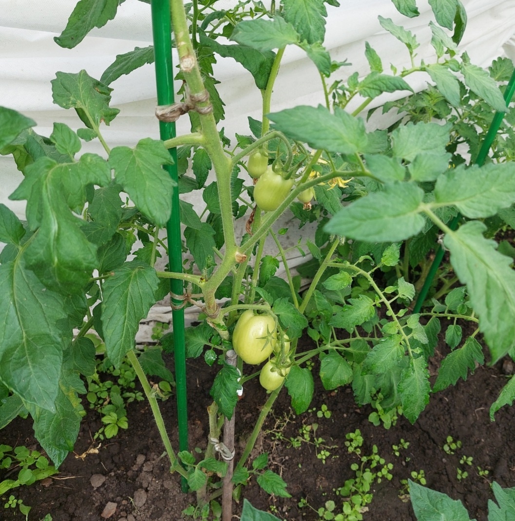 Мои Де–Борао