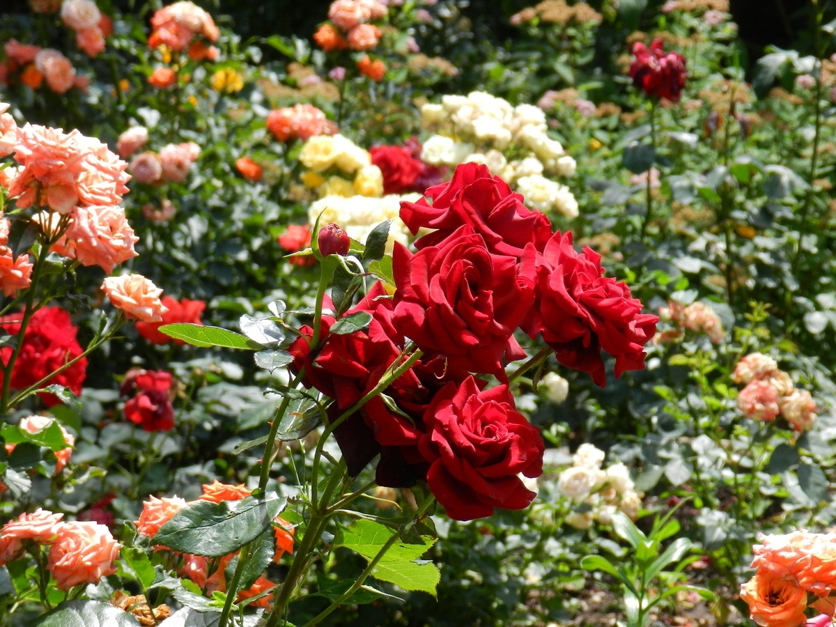 На первом плане - чг Бургунд