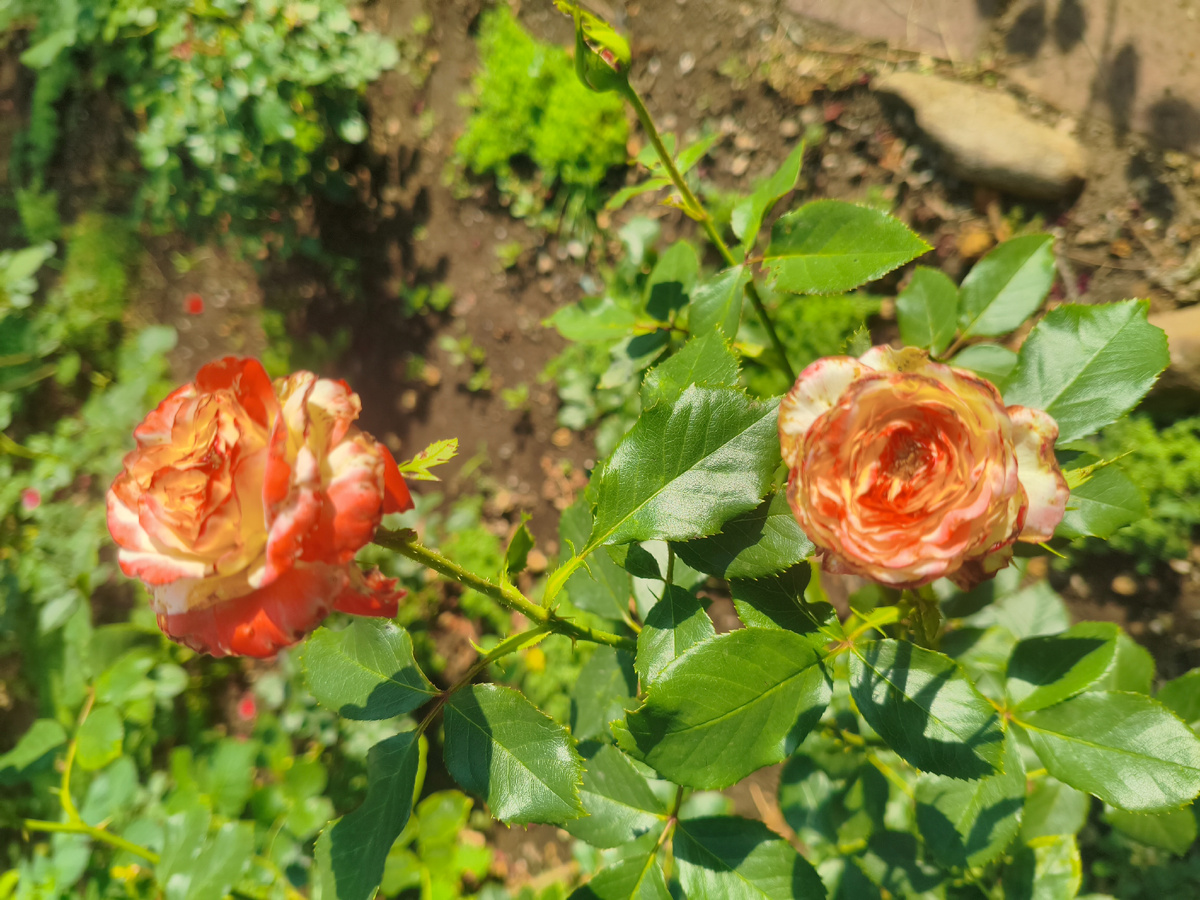 Императрица Фарах - работа трипсов, бутоны были объедены