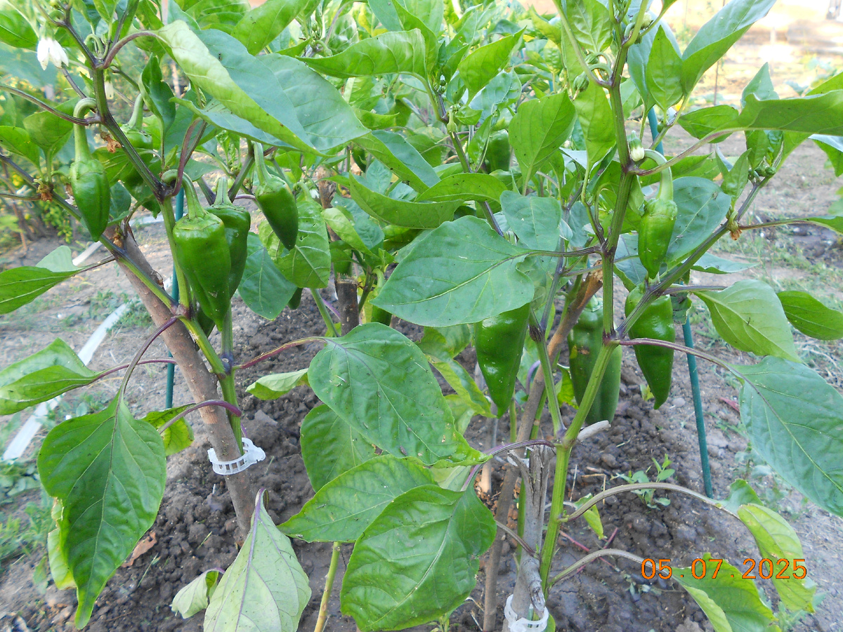 Поланичко чудо. Листвы маловато на нём.